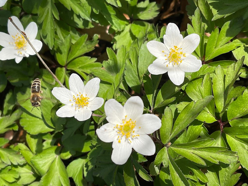 Unsere Guides fotografieren den Frühling